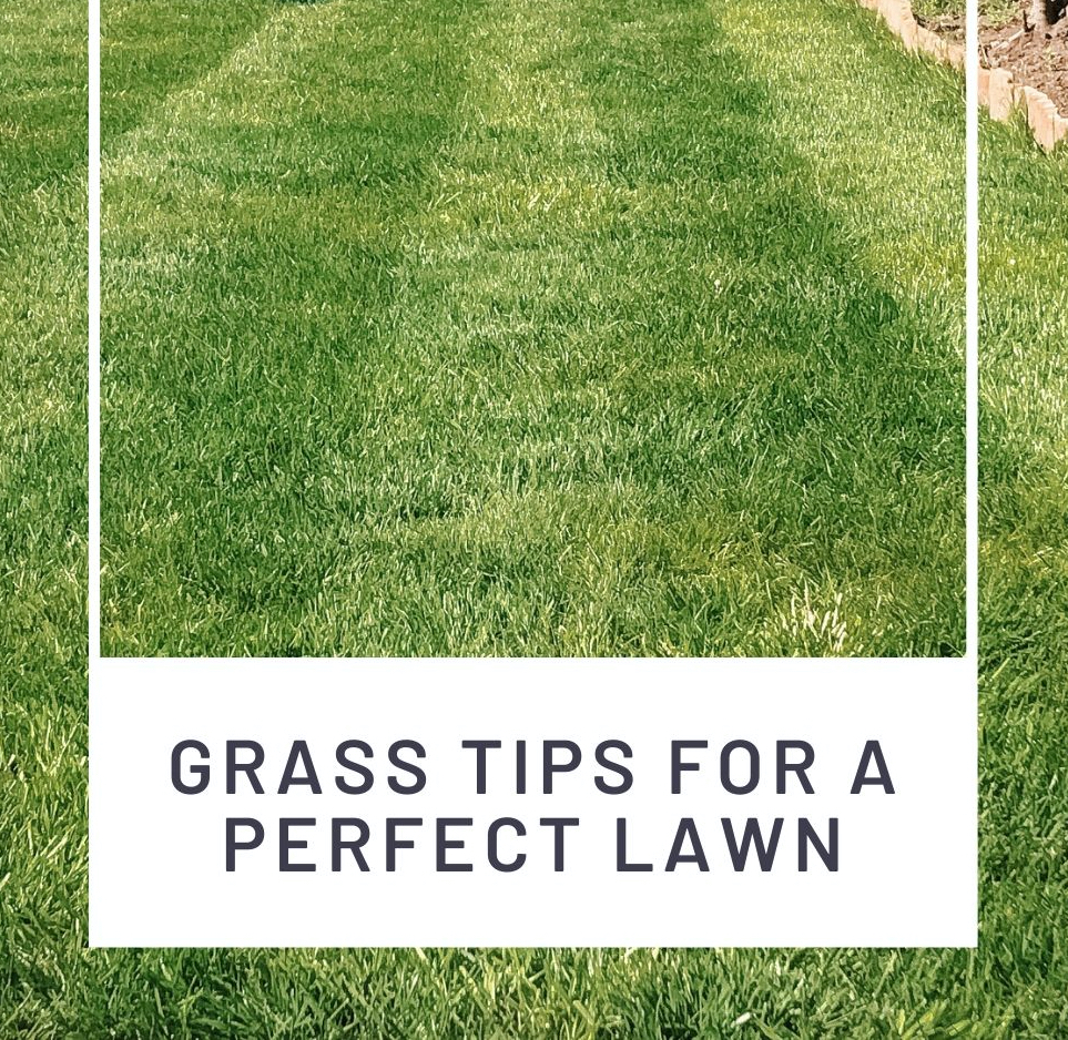 THE SECRETS TO A GREENER GLOSSIER LAWN // GRASS TIPS – Jess Rose